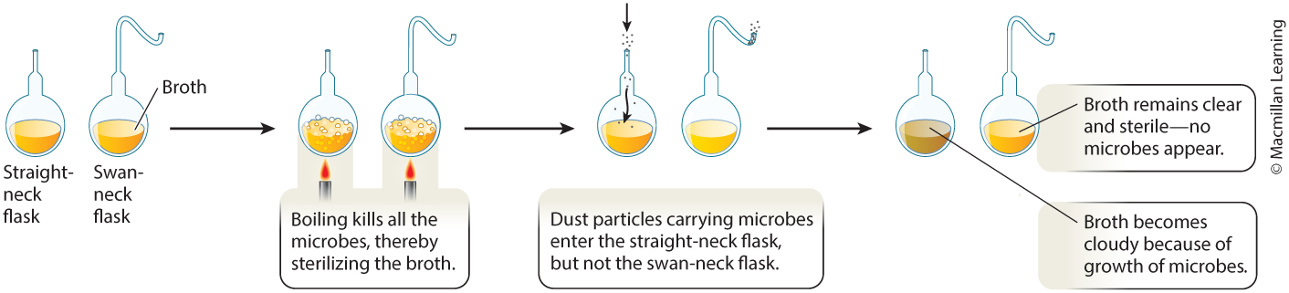 <p>The presence of microbes in the straight neck flask and the absence of microbes in the swan neck flask supported the hypothesis that microbes come from other microbes and are not spontaneously generated.</p>