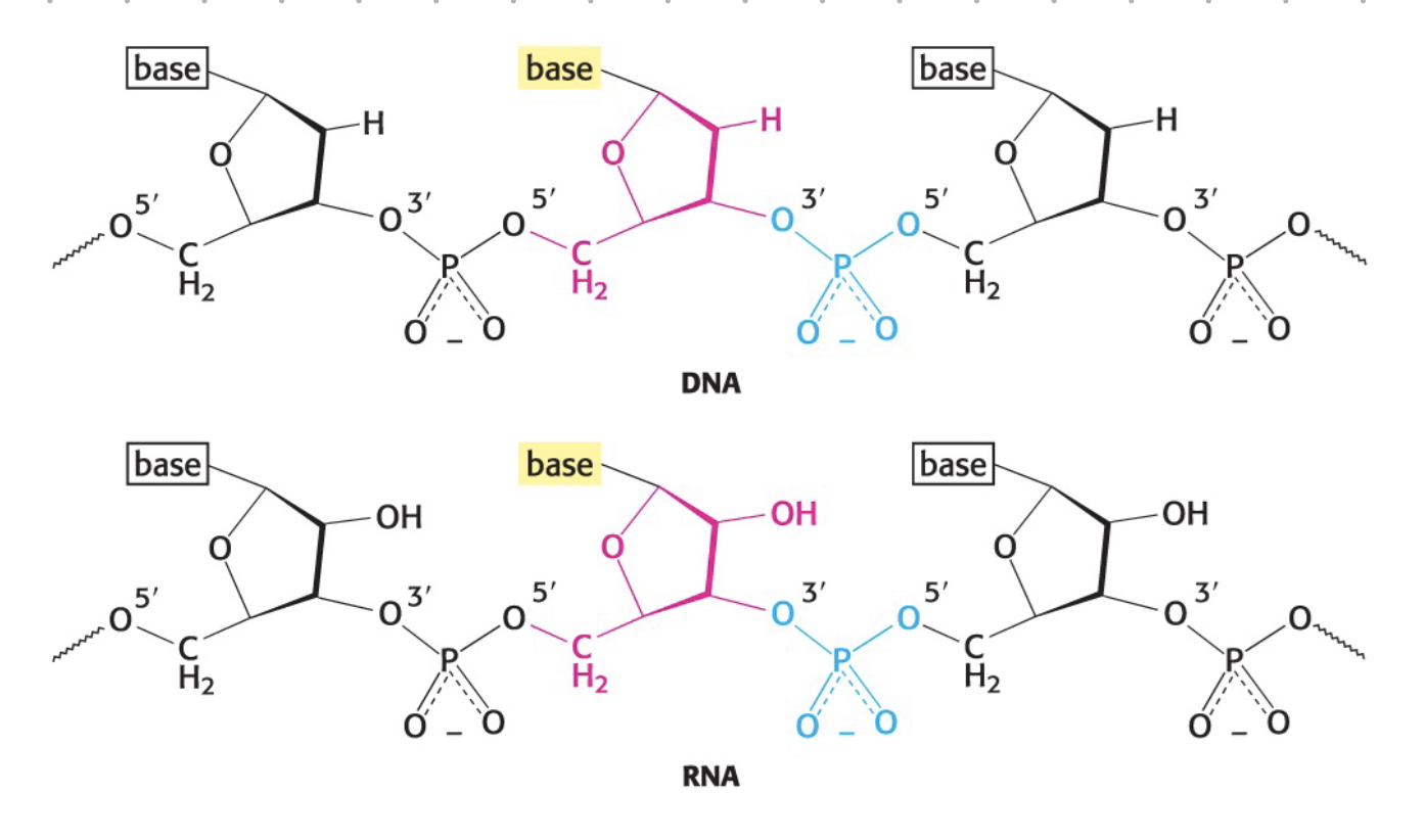 <ul><li><p>overly negative due to phosphates</p></li></ul><p>phosphodiester bond - between the sugar and phosphate</p><p>N-glycosidic bond - between the sugar and base</p><p></p>