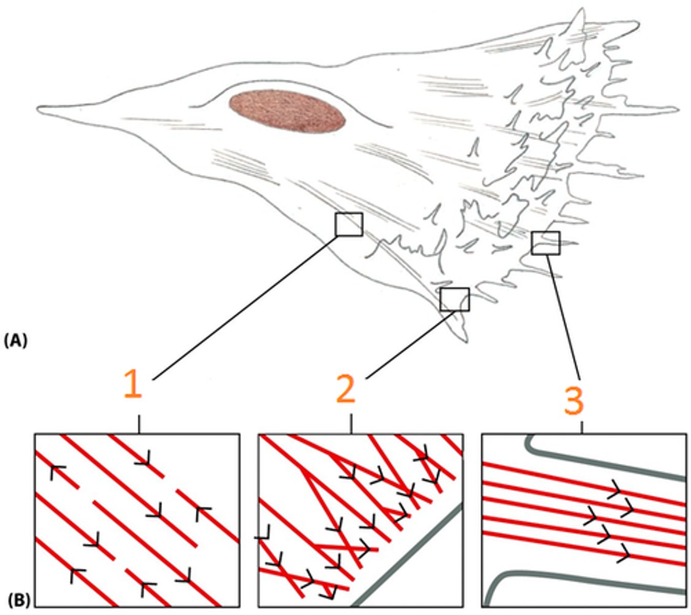 <p>sheetlike extension, rich in actin filaments, on the leading edge of a motile cell</p>