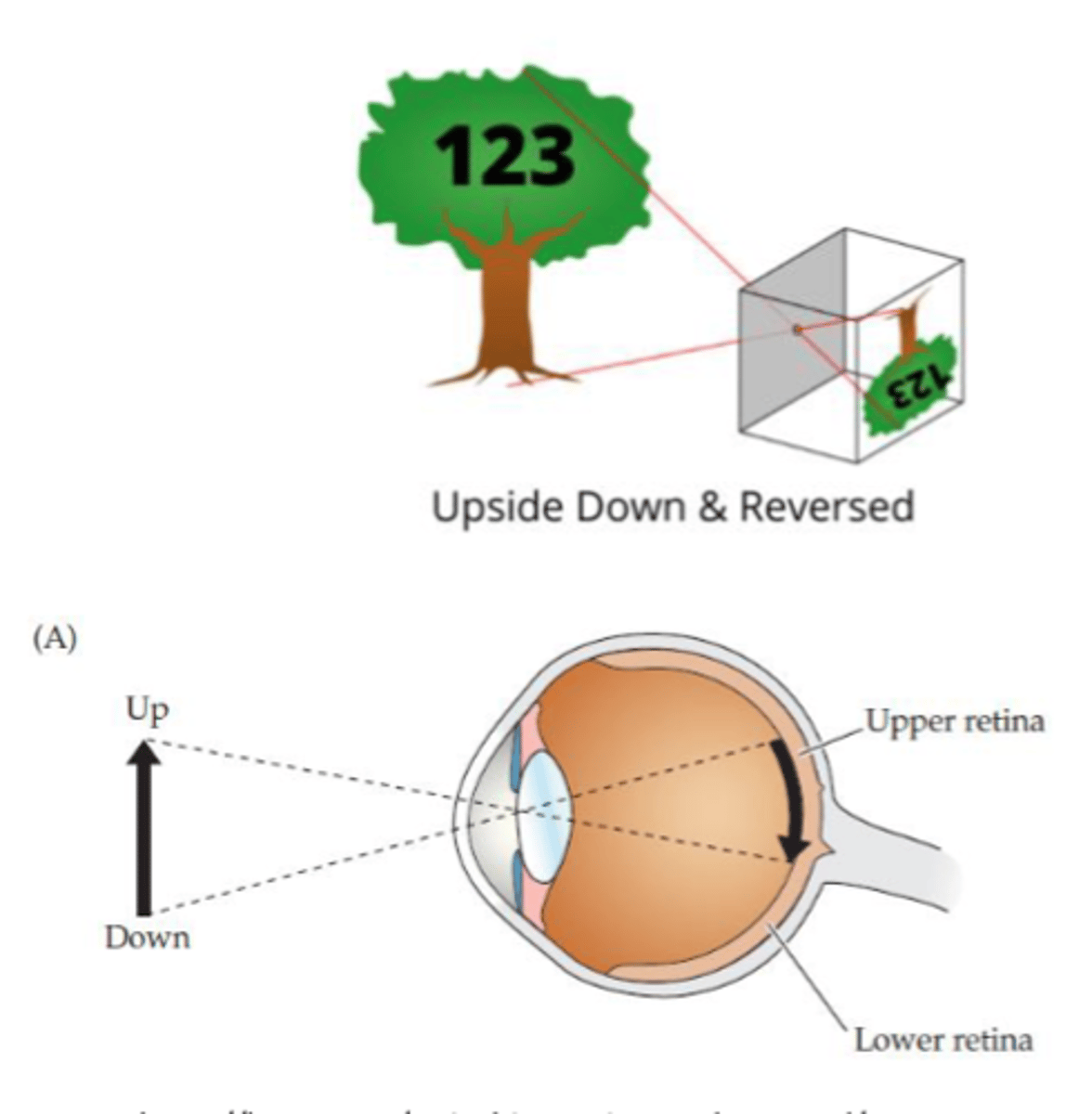 <p>- Upper visual space projected onto lower retina</p><p>- Lower visual space projected onto upper retina</p>