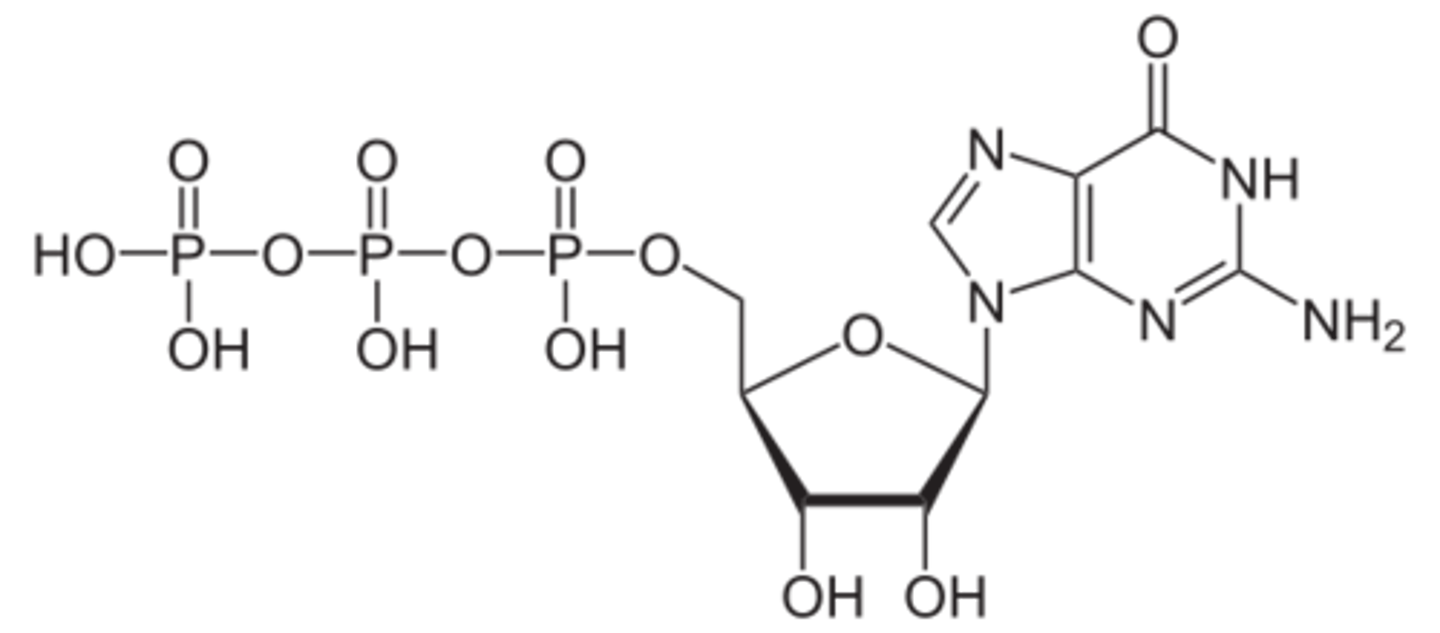 <p>Energy source required for microtubule assembly</p>