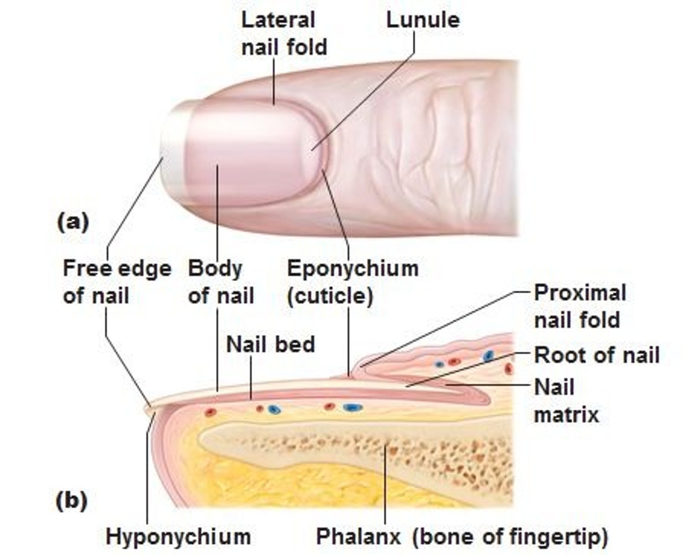 <p>nail body = main visible part</p><p>nail root (eponychium)= where nail production occurs</p><p>lunula= pale crescent near nail bed</p>