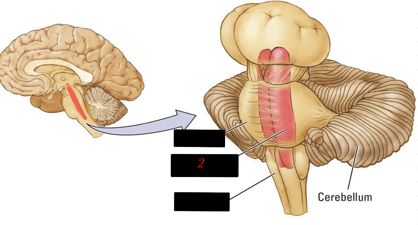 netlike mixture of neurons (gray matter) and nerve fibers (white matter)