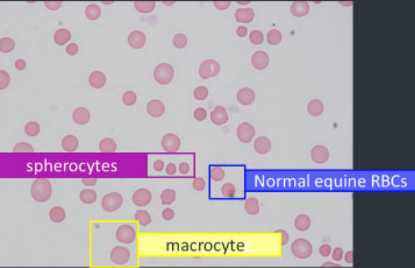 <p>Anaemia (increased spaces/reduced density), agglutination</p><p>Anisocytosis – normal RBCs, macrocytes, Spherocytes</p><p>Metarubricytes &amp; Howell Jolly bodies</p><p>Ghost cells</p>