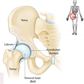 <p>hip bone (acetabulum and labrum) and femur (femoral head)</p>