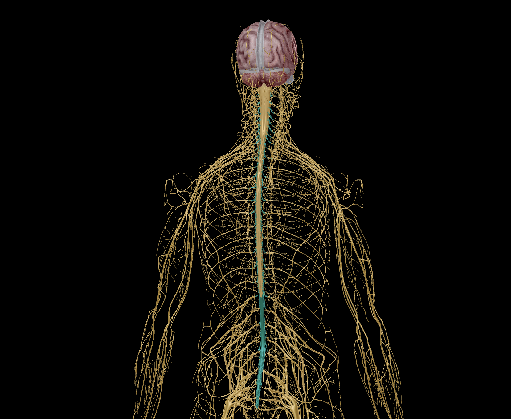 <p><strong><em><u>Nerves directing exiting and entering the </u><mark data-color="green" style="background-color: green; color: inherit;"><u>spinal cord</u></mark><u>.</u></em></strong></p><img src="https://knowt-user-attachments.s3.amazonaws.com/df0c8080-4493-4af3-b670-b620be3250eb.png" data-width="25%" data-align="center" alt="knowt flashcard image"><p></p>
