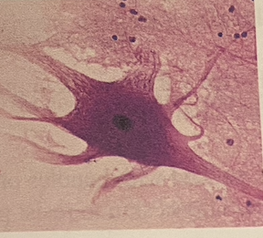 <p>identify tissue</p>