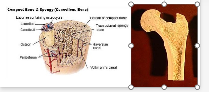 <ul><li><p class="Paragraph WhiteSpaceCollapse SCXP227788394 BCX8" style="text-align: left;"><span style="line-height: 0px;"><span>Compact bone​ (</span></span><span><span>forms the dense outer layer of the diaphysis, providing strength and resistance to bending forces. It contains osteons that support the bone’s weight-bearing capacity)</span></span></p></li><li><p class="Paragraph WhiteSpaceCollapse SCXP227788394 BCX8" style="text-align: left;"><span style="line-height: 0px;"><span>Cancellous bone ​(</span></span><span><span>is a lighter, less dense type of bone tissue found within the interior of bones)</span></span></p></li></ul><p></p>