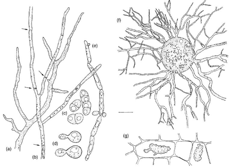 <p>Various growth forms of fungi</p>