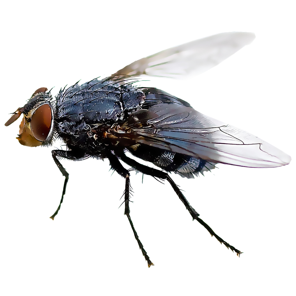<p>Order Diptera: Simuliidae: Blackflies</p>