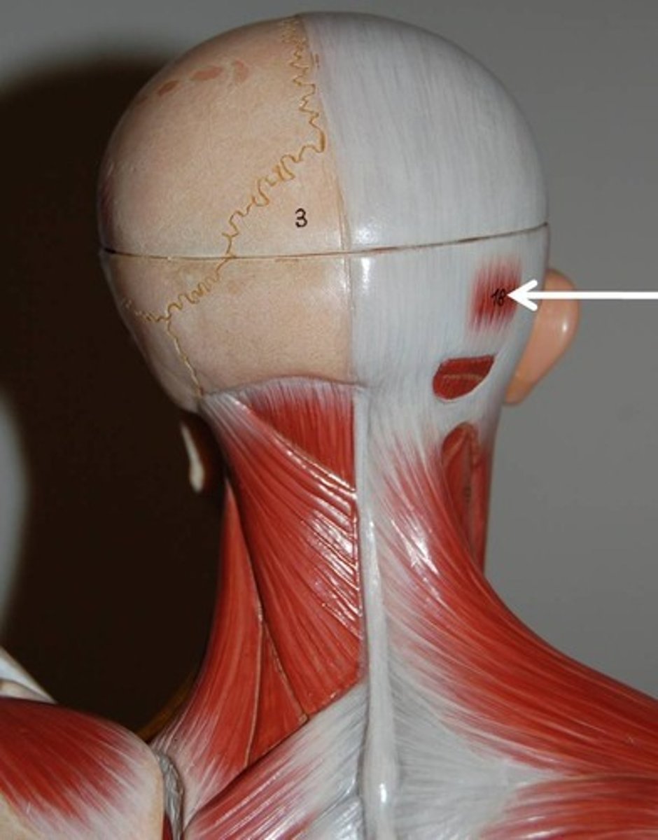<p>Origin: occipital bone and mastoid process</p><p>Insertion: epicranial aponeurosis</p><p>Action: draw scalp posteriorly</p>