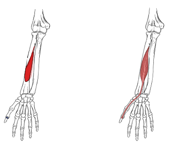 <p>What is the insertion for flexor pollicis longus?</p>