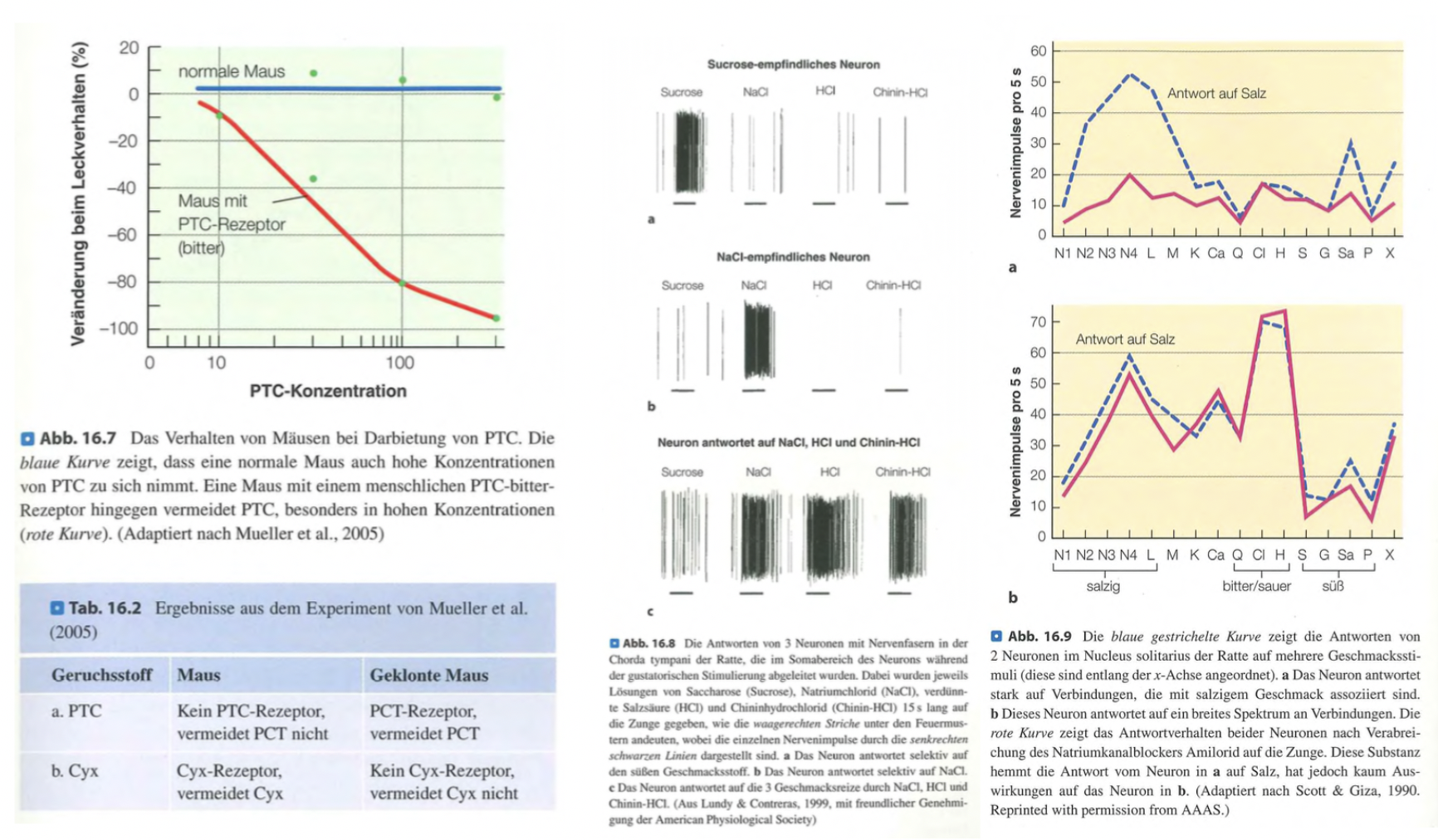 <p class=""><span data-name="brain" data-type="emoji">🧠</span><strong> Kurzfassung:</strong><br>Neuere Forschung liefert starke Belege für <strong>Einzelzellcodierung</strong>: Bestimmte Geschmacksrezeptoren und Neuronen reagieren spezifisch auf einzelne Qualitäten wie süss, bitter oder salzig.</p><div data-type="horizontalRule"><hr></div><p class=""><span data-name="clipboard" data-type="emoji">📋</span><strong> Langfassung:</strong></p><p><span data-name="microscope" data-type="emoji">🔬</span> <strong>Belege für Einzelzellcodierung:</strong></p><ul><li><p class=""><strong>Spezifische Rezeptoren für süss, bitter, umami:</strong><br>– Jeder dieser Geschmäcker wird über <strong>eigene Rezeptorproteine</strong> detektiert.<br>– Diese sind genetisch eindeutig identifizierbar.</p></li></ul><p class=""></p><ul><li><p class=""><strong>Genetische Manipulation:</strong><br>– <strong>Mäuse ohne Cyx-Rezeptor</strong> (bitter): Cyx wird nicht mehr als bitter erkannt.<br>– Zeigt: Der jeweilige Rezeptor ist <strong>notwendig für die Geschmackswahrnehmung</strong>.</p></li></ul><p class=""></p><ul><li><p class=""><strong>Selektive Neuronreaktion:</strong><br>– Einzelne Neuronen feuern <strong>nur bei bestimmten Reizen</strong>, z. B. Sucrose → süss.<br>– Belegt <strong>labeled-line-Strukturen</strong> im gustatorischen System.</p></li></ul><p class=""></p><ul><li><p class=""><strong>Pharmakologische Blockade (Amilorid):</strong><br>– Blockiert <strong>Natriumkanäle</strong> → <strong>salzsensitive Neuronen feuern schwächer</strong>.<br>– → Beleg für <strong>direkte Rezeptor-Neuron-Zuordnung</strong>.</p></li></ul><div data-type="horizontalRule"><hr></div><p><span data-name="pushpin" data-type="emoji">📌</span> <strong>Fazit:</strong></p><p class="">Die <strong>Einzelzellcodierung</strong> wird durch moderne genetische, pharmakologische und neurophysiologische Daten <strong>stark gestützt</strong>, besonders bei <strong>süss, bitter, umami</strong>. Populationscodierung bleibt relevant, aber viele Geschmacksqualitäten werden offenbar <strong>durch spezialisierte Neuronenlinien verarbeitet</strong>.</p>
