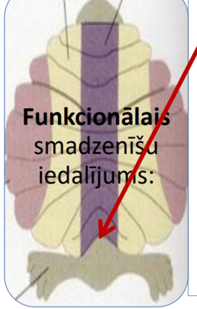 <p>•vermis (tārpa) saistība ar flocculus (pārslu)</p><p>- atbildība par ķermeņa līdzsvara kontroli.</p>
