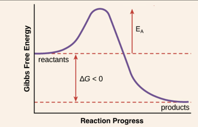 <p>shows the energy vs reaction coordinates over time - the smaller the Ea, the better</p><ul><li><p>We can make the Ea smaller using catalysts - speeding the reaction up by stabilizing TS and reducing Ea</p></li></ul>