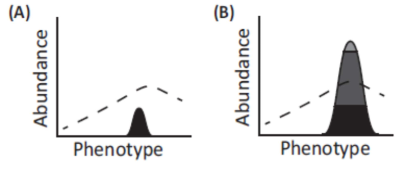 <p>fitness of individuals of a given phenotype indicated via relation between distribution of ____ (abundance) and _____ (broken line)</p>