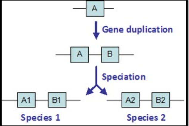 <p><span>Genes A1, A2, B1, and B2 indicate common ancestry. These 4 genes are all:</span></p>
