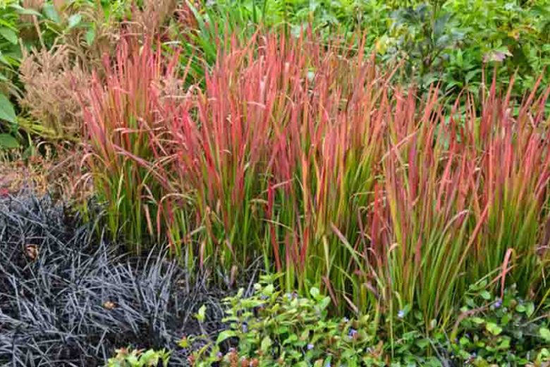 <p>A striking ornamental grass with green bases and bright red-tipped blades.</p>