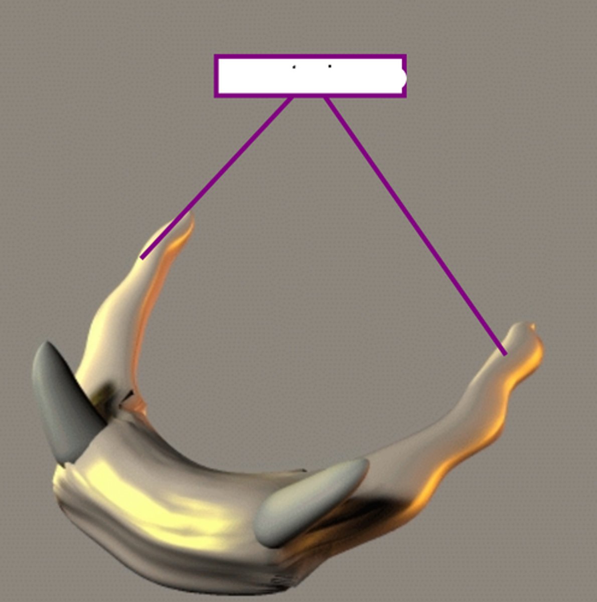 <p>long set of two horns that project posteriorly from the hyoid bone</p>