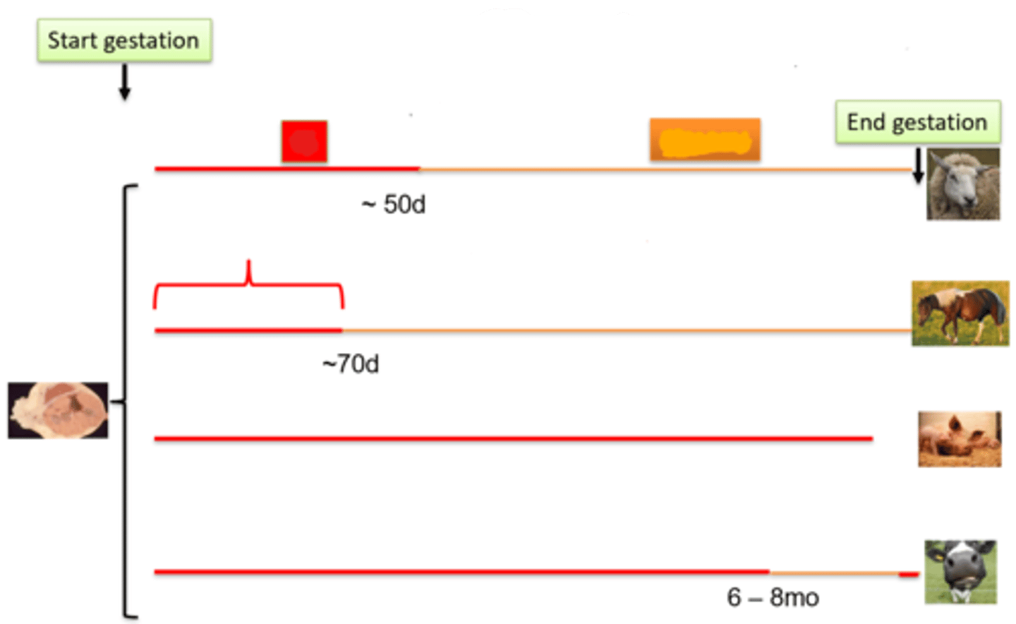 <p>The red line represents when progesterone is produced by the ____<br>The orange line represents when progesterone is produced by the ___</p>