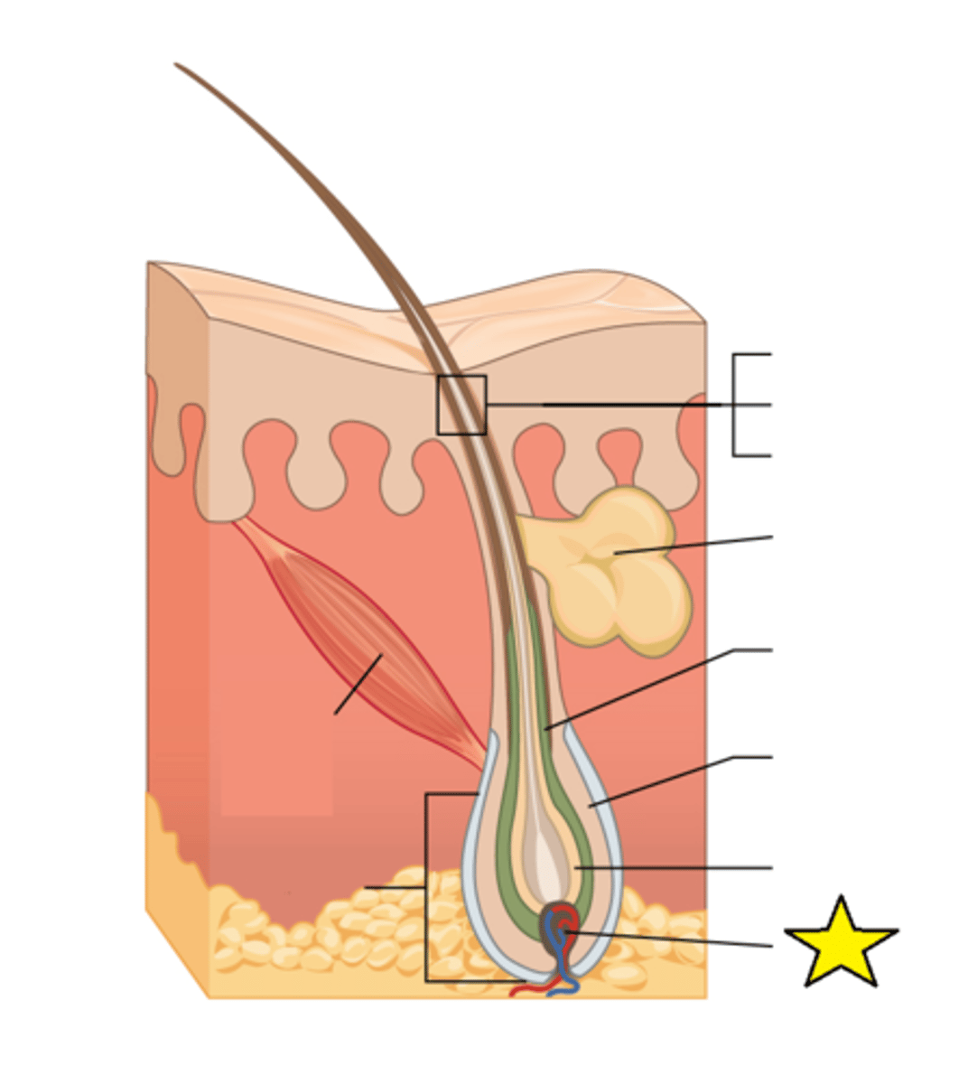<p>Made of connective tissue and contains blood capillaries and nerve endings from the dermis; hair gets its color from the pigment melanin, produced by melanocytes in this region.</p>