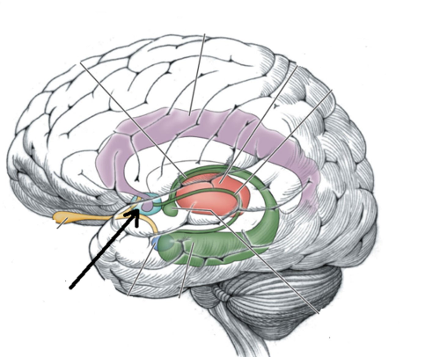 <p>located inferior ro corpus callosum</p>