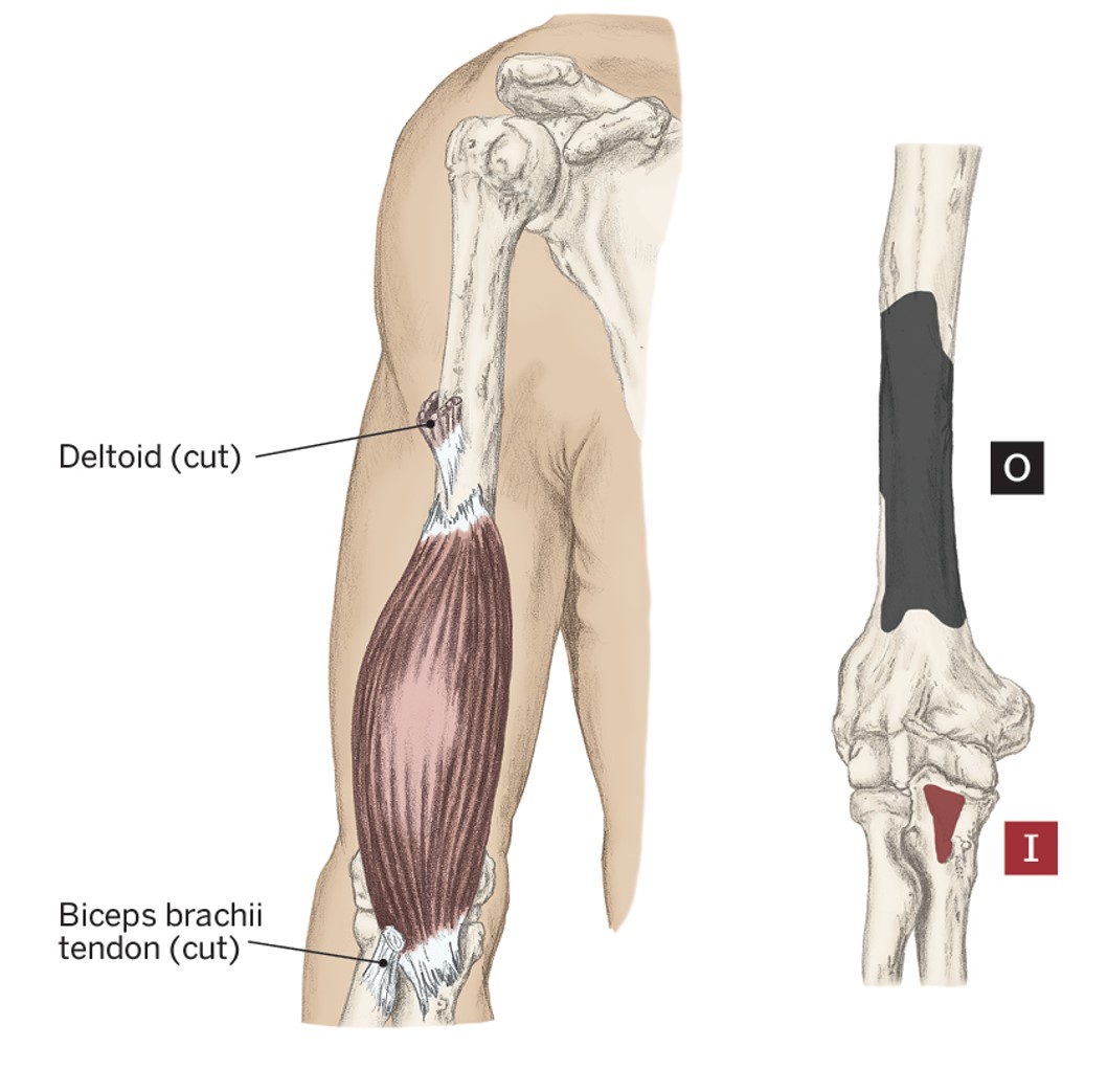<p>O- Anterior Humerus</p><p>I- Ulnar Tuberosity &amp; Coronoid Process of the Ulna</p><p>A- Elbow Flexion</p>