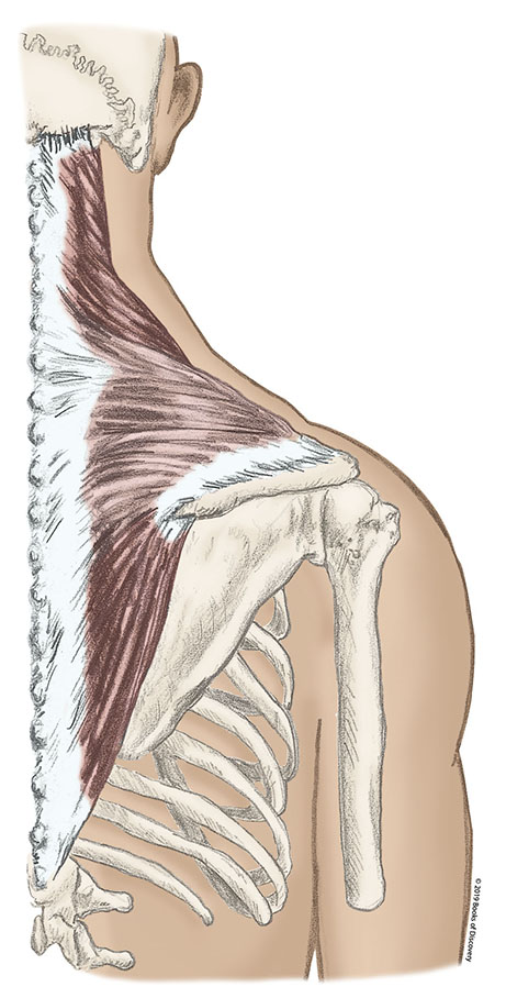 <p>Trapezius</p>