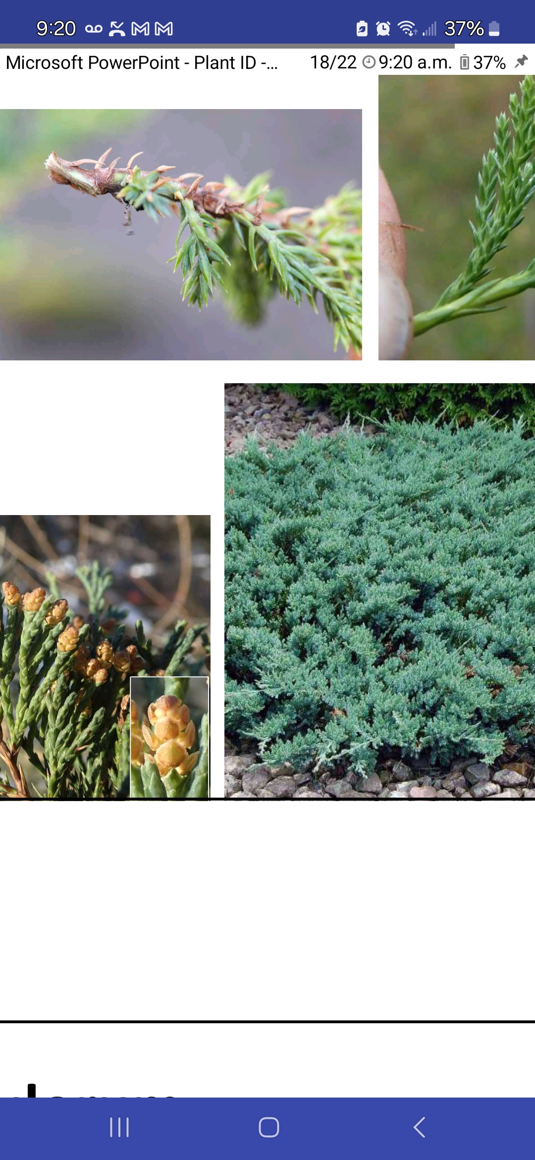 <p>Juniperus horizontalis, Cupressaceae</p>