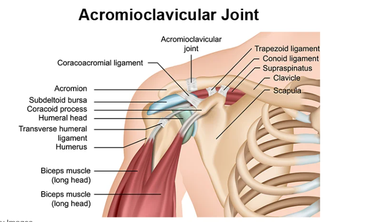 articular anatomy: coracoacromial ligament 