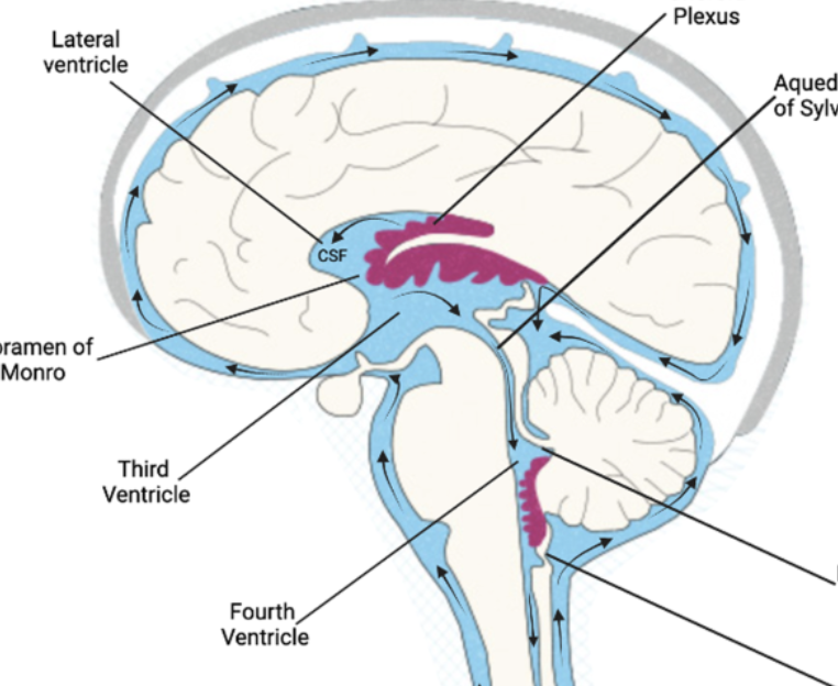 <p>superior to the third ventricle, inferior to the fornix; produces cerebrospinal fluid</p>