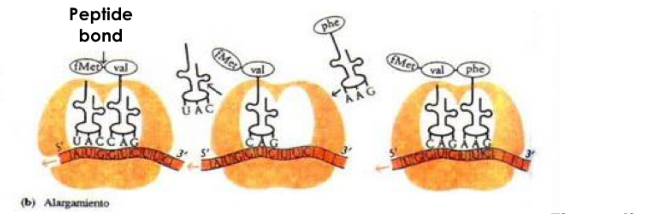<p>-elongation of peptide chain</p><p>Steps:</p><ol><li><p>aminoacyl-tRNA binds to A site of ribosome</p></li><li><p>New peptide Bon formed between amino acid carried by this tRNA and growing amino acid chain</p></li><li><p>Translocation: ribosome moves a codon on mRNA</p></li></ol><p>A-site: empty, P-site: polypeptidic chain, E-site: tRNA without amino acid</p><p></p>