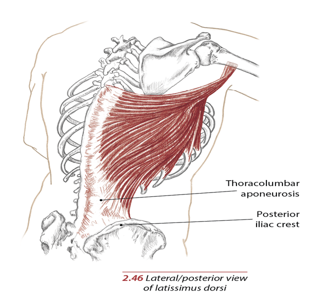 <p>intertubercular groove of humerus</p>