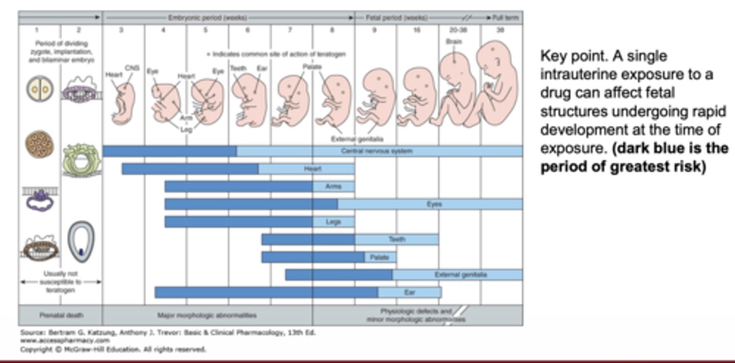 <p>drugs can damage fetal structures undergoing rapid development at exposure time</p>