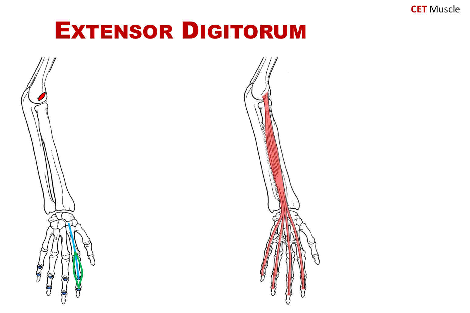 <p>Actions of Extensor Digitorum</p>