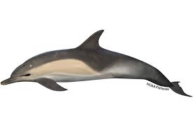 <p>Common dolphin</p>
