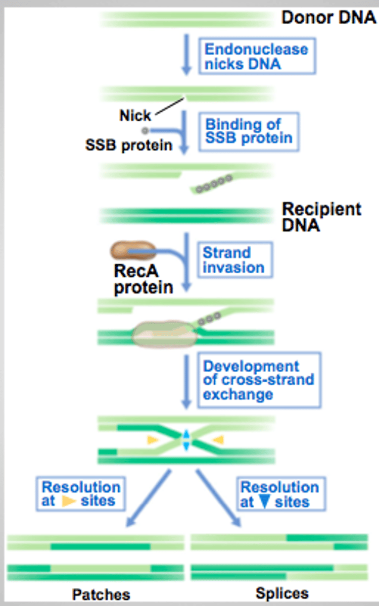 <p>protein activated by cell stress that cleaves the lambda repressor protein, allowing balance to be tipped towards lysis</p>