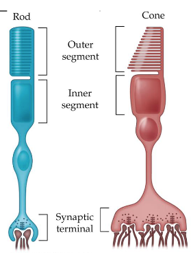 <p><span>Outer Segment</span></p>