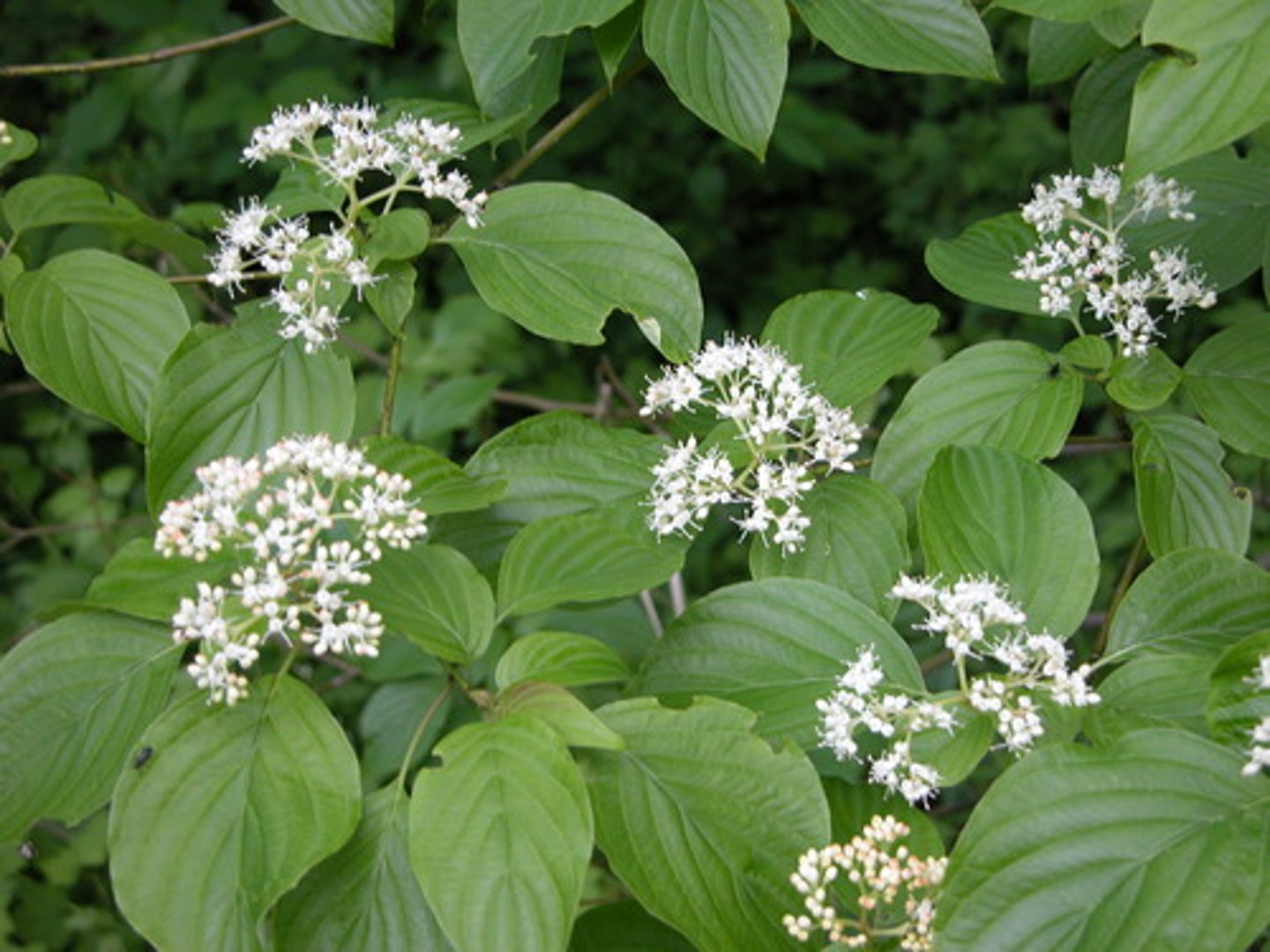 <p>roundleaf dogwood</p>