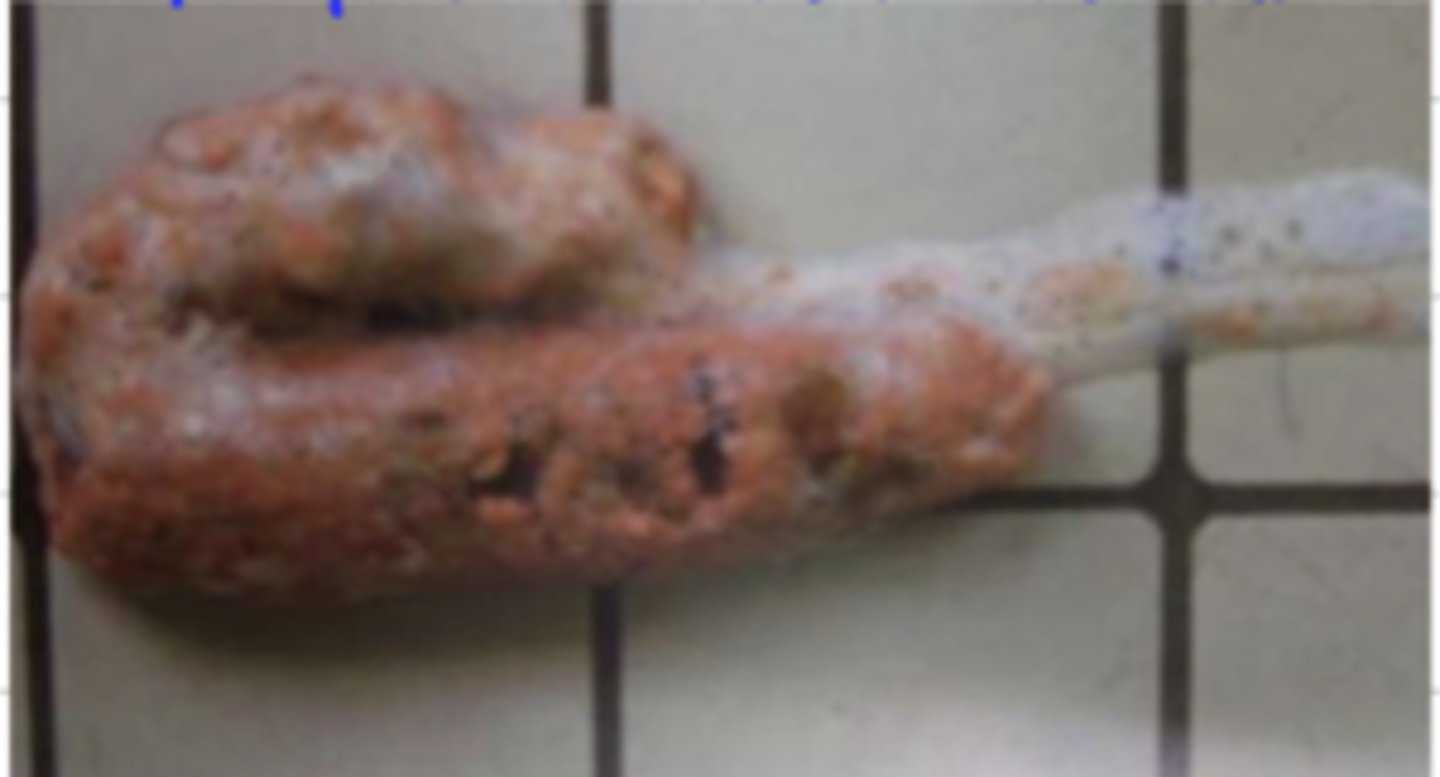 <p>a dog has released this from its mouth... do we assume this is an esophagic or gastric issue?</p>