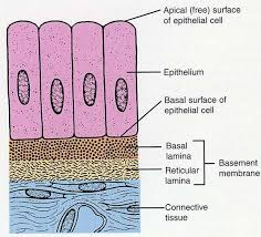 <p>Lamina Reticularis </p>