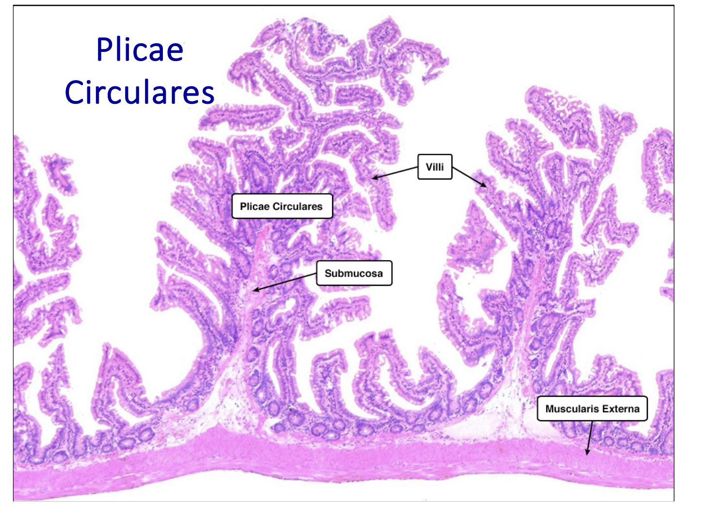 <p>Plicae Circulares </p>
