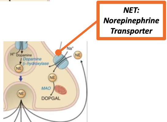 <p><span>norepinephrine transporter (NET) - has both autocrine and paracrine signaling</span></p>