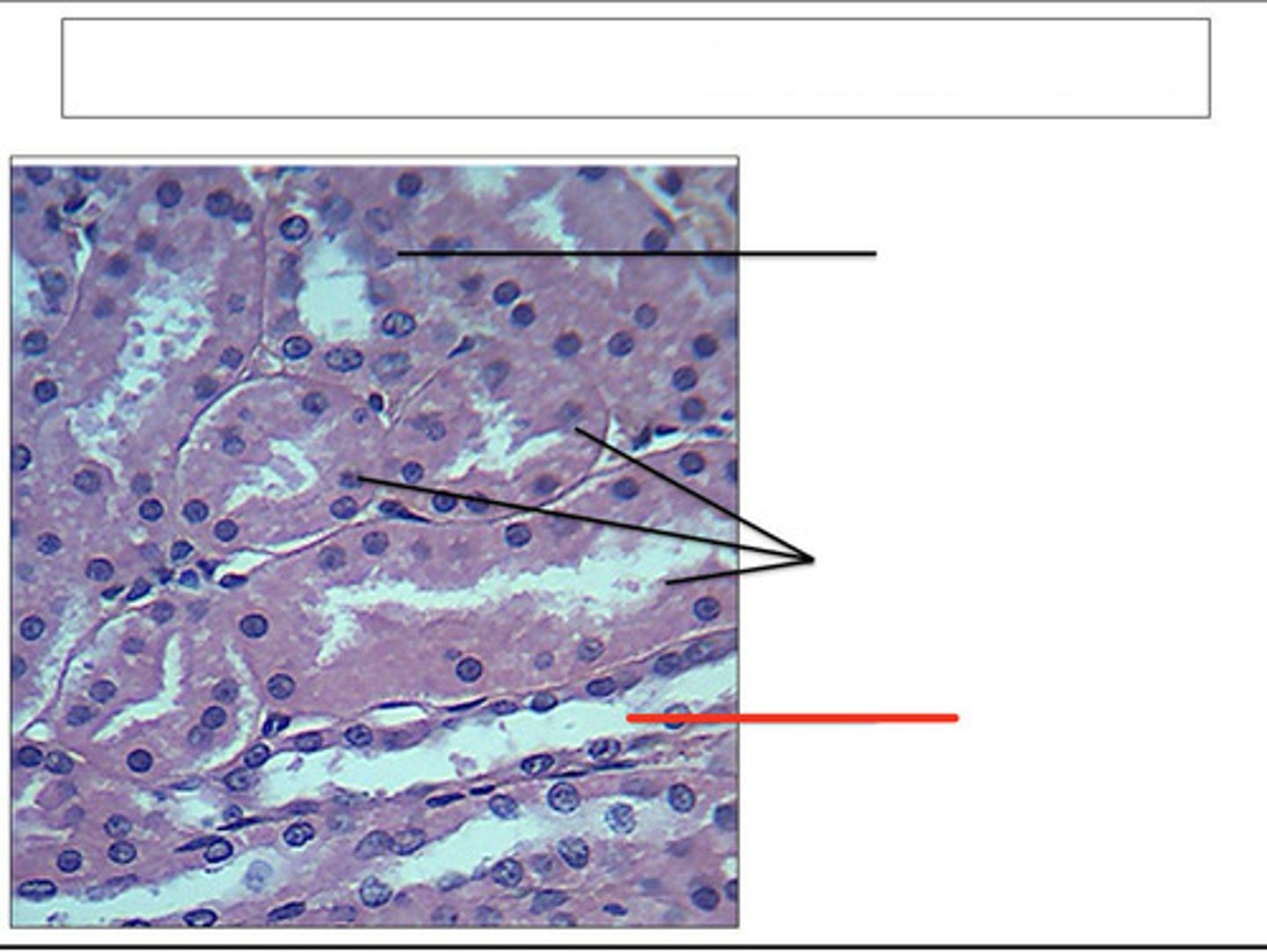 <p>identify this structure and organ</p>