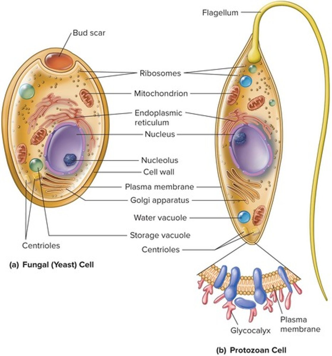 <p>Eukaryotes with cell walls made of chitin.</p>