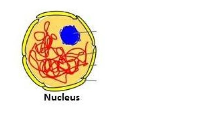 <p><span style="font-family: docs-Roboto, Helvetica, Arial, sans-serif"><br>Based on the image, identify the function of the organelle</span></p>