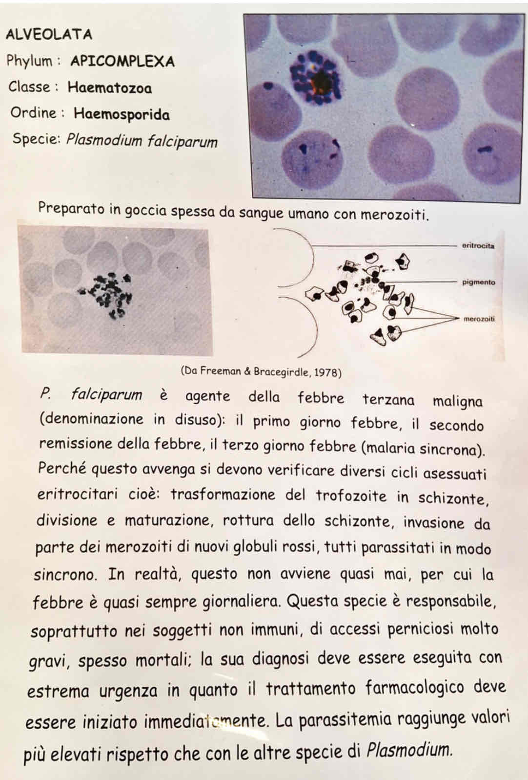<p><em>Plasmodium falciparum</em></p>