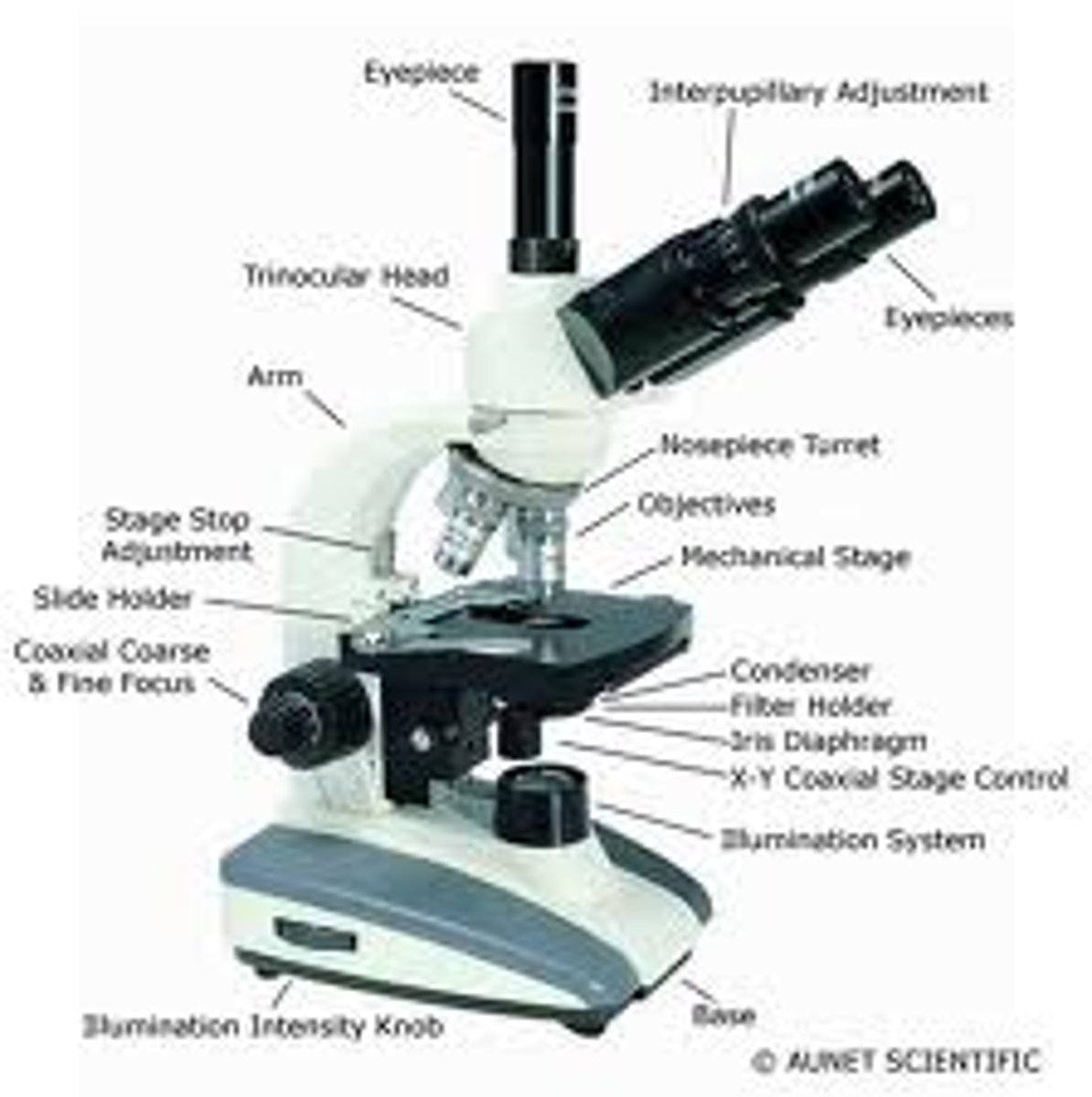 <p>Microscope having two eyepieces, one for each eye, so that the object can be viewed with both eyes.</p>