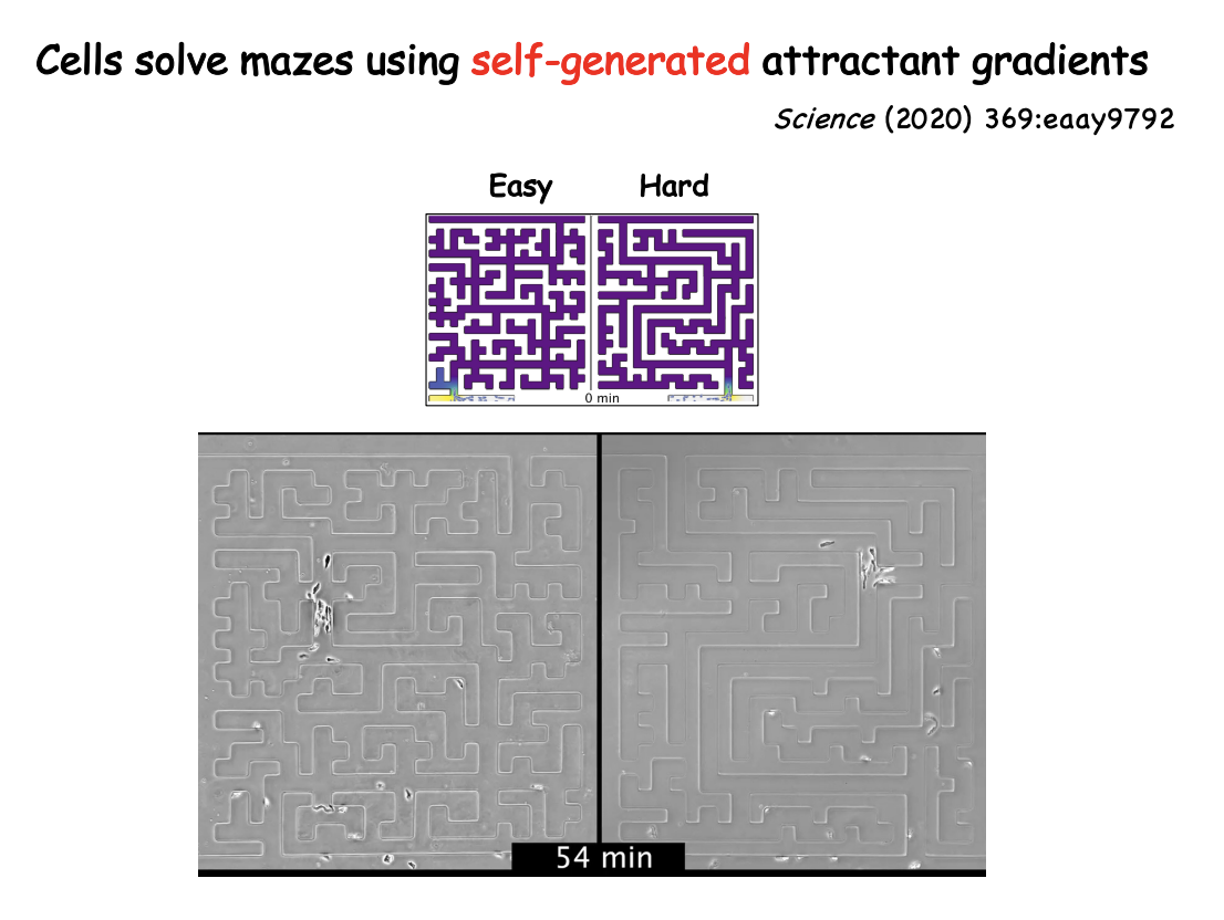 <ul><li><p>self- constructed chemoattractant gradeints may allow cells to navigate <strong>complex</strong> pathas</p></li></ul><p></p>