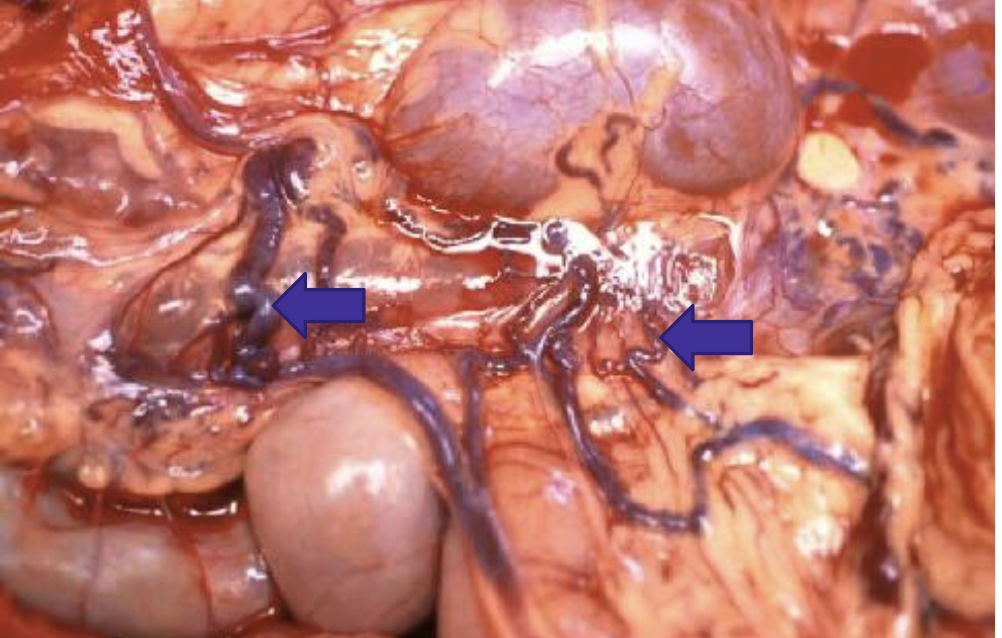 <p>what does the image show?</p>